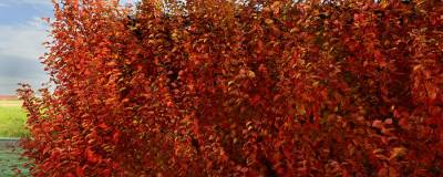 CARPINUS betulus 'Orange Retz' cov 01
