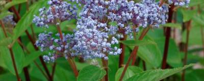 CEANOTHUS MARIE BLEUE (R) 'Minmari' 01