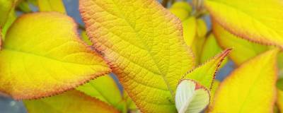 HYDRANGEA aspera GOLDRUSH (R) 'Giel' cov 01