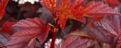 PHYSOCARPUS opulifolius DIABLE D'OR (R) 'Mindia' cov 01