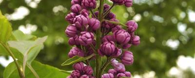 SYRINGA vulgaris KINDY ROSE (R) 'Gaby' cov 01