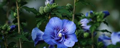 HIBISCUS syriacus BEAUTIFULL (R) COBALT 'Minsybfcble17' cov 01