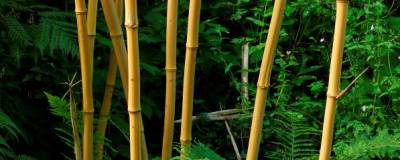 PHYLLOSTACHYS vivax f.aureocaulis 01