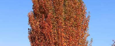 ACER rubrum JFS ARMSTRONG GOLD (R) 'JFS-KW78' cov 01