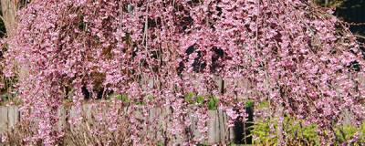 PRUNUS x JFS PINK CASCADE (R) 'NCPH1' cov 01