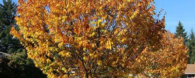 ZELKOVA serrata JFS CITY SPRITE (R) 'JFS-KW1' 01