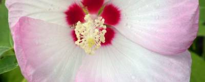 HIBISCUS moscheutos FUJIN (R) 'Akata204' cov 01