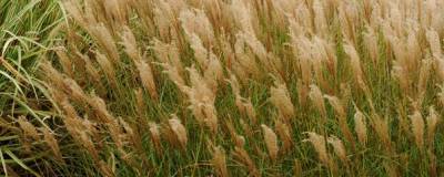 MISCANTHUS sinensis 'YAKUSHIMA DWARF' 01