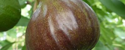 FICUS carica 'Bornholm's Diamant' 01