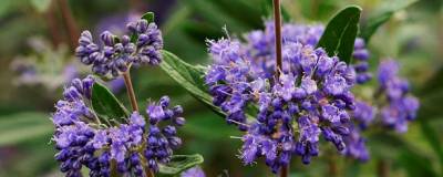 CARYOPTERIS x clandonensis PETIT BLEU(R) 'Minbleu' cov 01