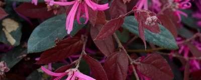 LOROPETALUM chinense 'FIRE DANCE' 01