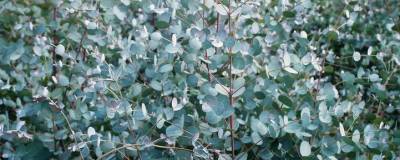 EUCALYPTUS gunnii 01