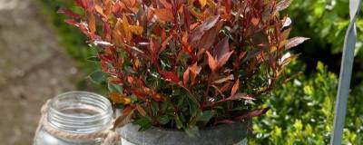 PHOTINIA x fraseri CHICO (R) 'Br2011' cov 01