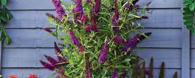 BUDDLEJA davidii BUTTERFLY TOWER (R) 'Tobud1305' cov 01