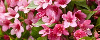 WEIGELA PICOBELLA (R) ROSE 'TVP2' cov 01