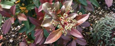 VIBURNUM odoratissimum COPPERTOP (R) 'Brant01' cov 01