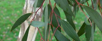 EUCALYPTUS pauciflora subsp. niphophila 01