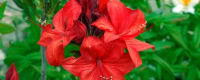 AZALEA mollis 'PARKFEUER' 01