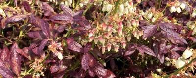 VACCINIUM corymbosum CABERNET SPLASH (R) 'VacBri1' cov 01