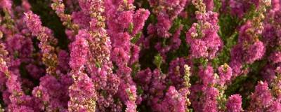 CALLUNA vulgaris 'DARKNESS' 01