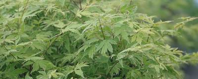 ACER palmatum METAMORPHOSA (R) 'Arjos1'cov 01