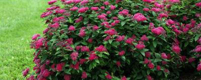 SPIRAEA japonica PW (R) DOUBLE PLAY (R) RED 'SMNSJMFR' 01