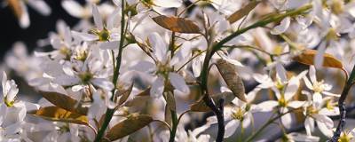 AMELANCHIER canadensis 'Prince William' 01