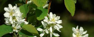 AMELANCHIER alnifolia 'Smokey' 01