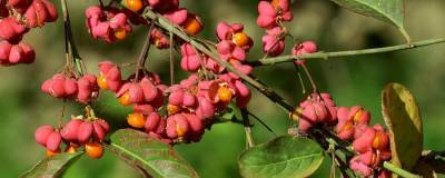 EUONYMUS europaeus 'RED CASCADE' 01