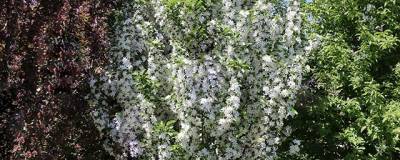 MALUS x JFS IVORY SPEAR (R) 'JFS KW214MX' cov 01