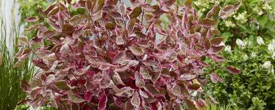 CORNUS alba MIRACLE (R) 'Verpaalen2' cov 01