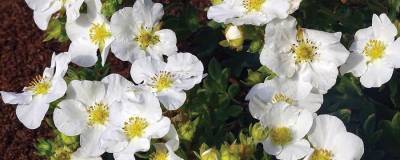 POTENTILLA fruticosa BELLA BIANCA (R) 'Hachbianca' cov 01