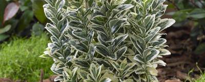 EUONYMUS japonicus 'White Spire' cov 01
