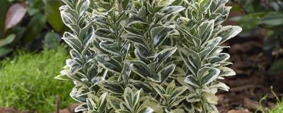 EUONYMUS japonicus 'White Spire' cov 01