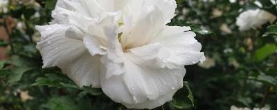 HIBISCUS syriacus FRENCH CABARET (R) WHITE 'Mindouw4' cov 01