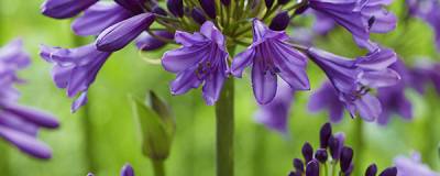 AGAPANTHUS POPPIN PURPLE (R) 'MP0033’ cov 01