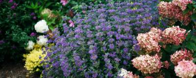 CARYOPTERIS x clandonensis PW (R) BEYOND MIDNIGHT (R) 'CT912' 01