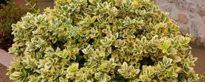 EUONYMUS fortunei 'EMERALD'N GOLD' 01