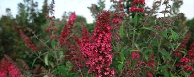 BUDDLEJA davidii 'Prince Charming' cov 01