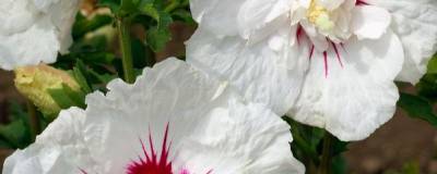 HIBISCUS syriacus FE (R) BALI (R) 'Minfren' cov 01