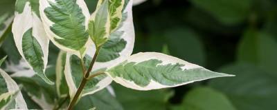 CORNUS alba IVORY HALO (R) 'Bailhalo' cov 01