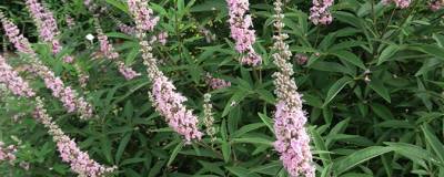 VITEX agnus-castus FE (R) GALACTIC PINK (R) 'Bailtextwo' cov 01