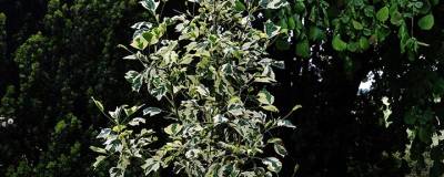 LIRIODENDRON tulipifera SNOW BIRD 01