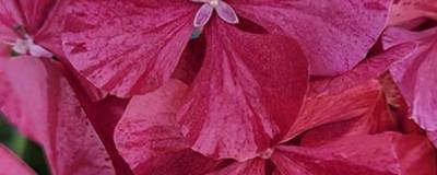 HYDRANGEA macrophylla PINKY BINDER (R) 'Pinhydrbin12' 01