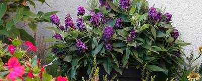BUDDLEJA davidii TINY BUDDY (R) DEEP BLUE 'Tinpurbud' 01
