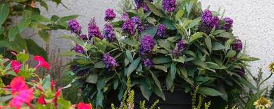 BUDDLEJA davidii TINY BUDDY (R) DEEP BLUE 'Tinpurbud' 01