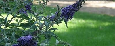 BUDDLEJA davidii REVE DE PAP.(R) BLUE 'Srp18blu20' cov 01