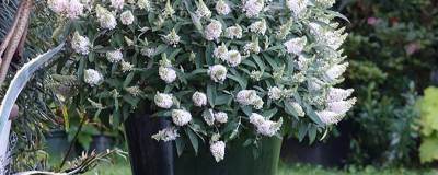 BUDDLEJA davidii TINY BUDDY (R) WHITE 'Dapcomwhi' cov 01