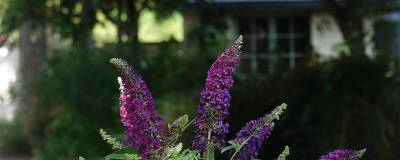 BUDDLEJA davidii REVE DE PAPILLON (R) VIOLET 'SRPbudroy' 01