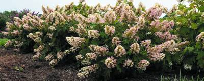 HYDRANGEA quercifolia LITTLE YETI 'Oakann1588' cov 01